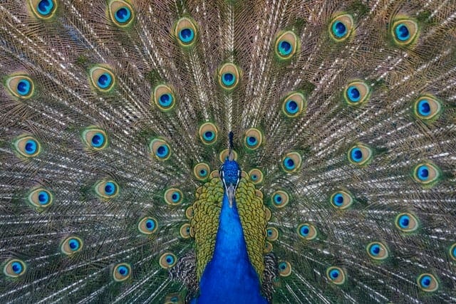 Don't sound arrogant in your cover letter. (Peacocks don't get hired. Fact.) 